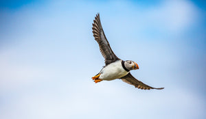 Puffins in flight