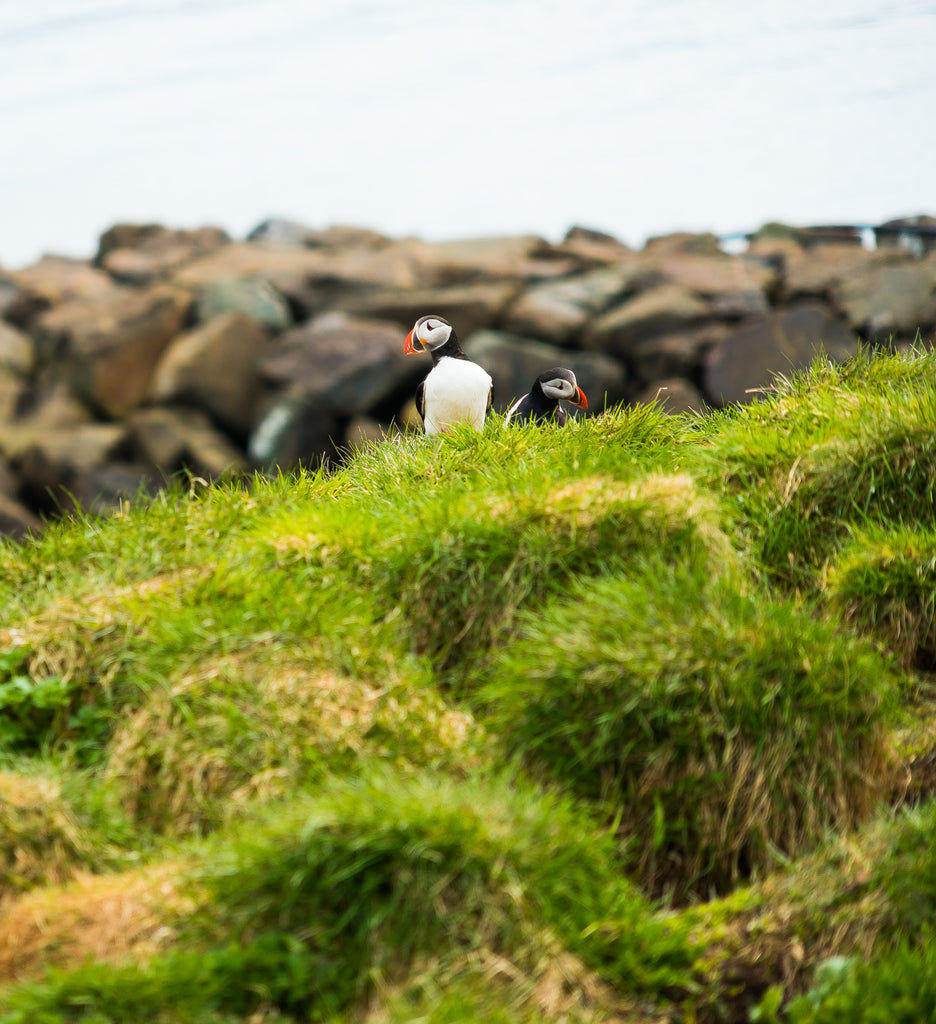 Puffins in the grass