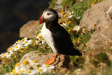 Puffin On A Hill