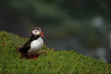 Puffin On A Hill