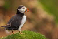 Puffin On A Hill