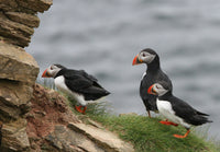 Puffin Pals