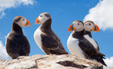 Puffin Pals