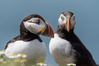 Puffin Pals